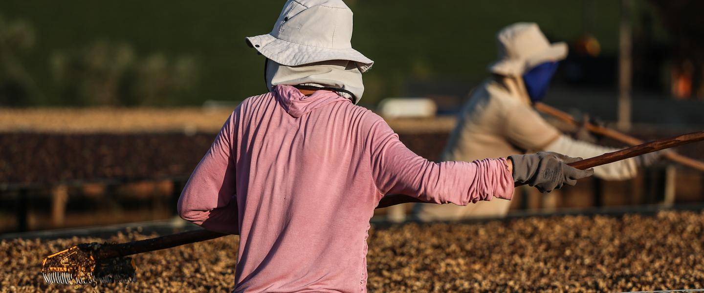 Our Brazilian coffee farm